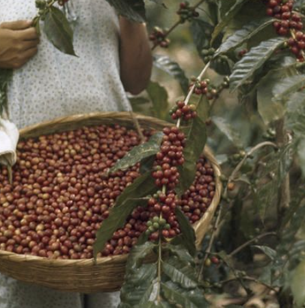Harvester carrying a basket of fresh red coffee cherries beside a coffee plant